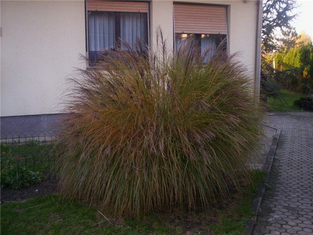 kineski šaš lat. miscanthus sinensis